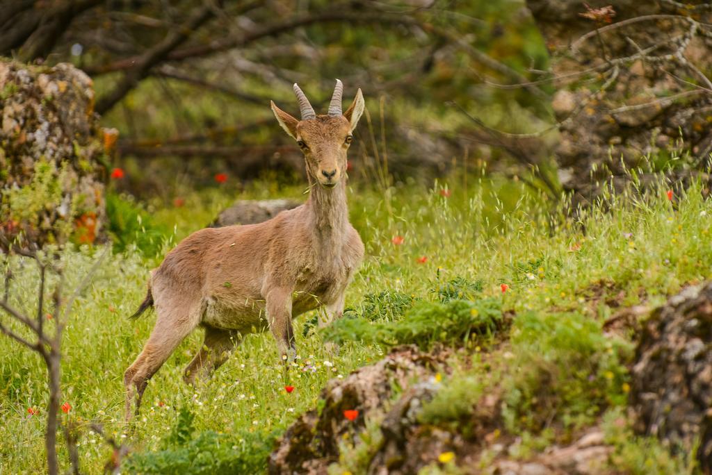 Alojamientos Messia De Leiva Segura de la Sierra Kültér fotó